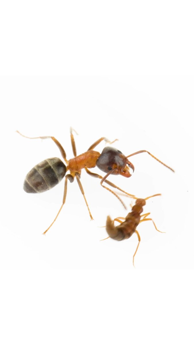 Free housing. Free food. Free protection from predators. There are a lot of perks for beetles and other tiny organisms that live covertly inside ant colonies. But as it turns out, there is a potential downside, too: no way out. Researchers report that a species of rove beetle has taken a one-way evolutionary journey, evolving a clever way to disguise itself that it’ll never be able to undo. If they ever stop refreshing their cloak, they will die. The findings convincingly show how tight knit ecological cohabitation can become locked in. Learn more:
