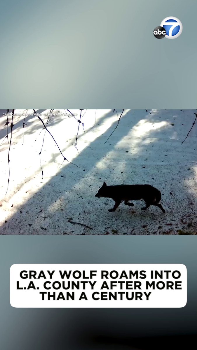 A 3-year-old female gray wolf arrived in the northwestern part of Los Angeles County near Pyramid Lake Saturday morning, according to the data from her GPS collar. 🐾 This is the first time in more than 100 years that a wolf has been documented in L.A. County, experts say.