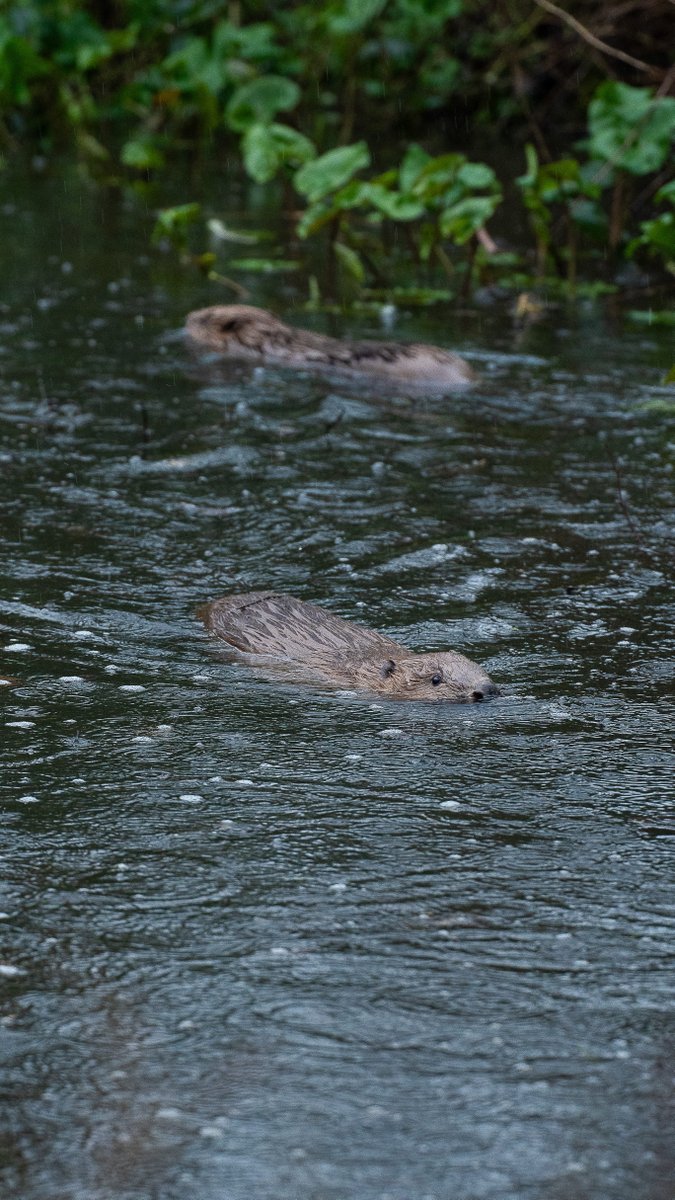 Beavers bring extraordinary environmental benefits.🦫 Yesterday, . joined Natural England, National Trust and partners to witness the wild #beaver release in Somerset. Their gradual, well-planned reintroduction is vital to our mission to protect and restore nature.