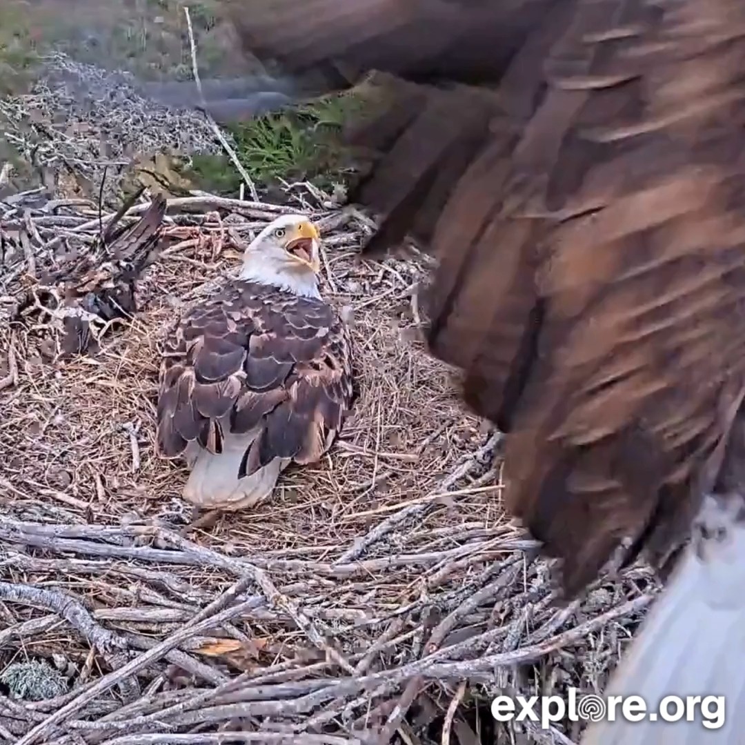 This Valentine’s week, Jak &amp; Audacity give us a reason to hope. All eyes on their nest 🪹