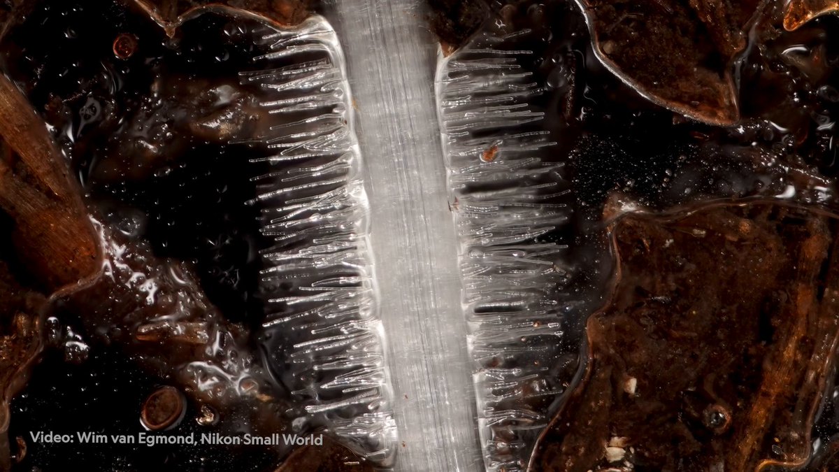 This video of cornflower root hairs, captured by Wim van Egmond, shows the single-cell extensions on the cornflower's roots. See more from the microscopic world:
