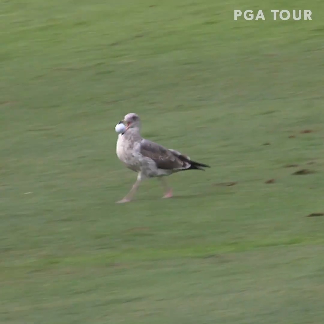 The Pebble Beach seagull STOLE the show … and the BALL 😂 #TOURVault