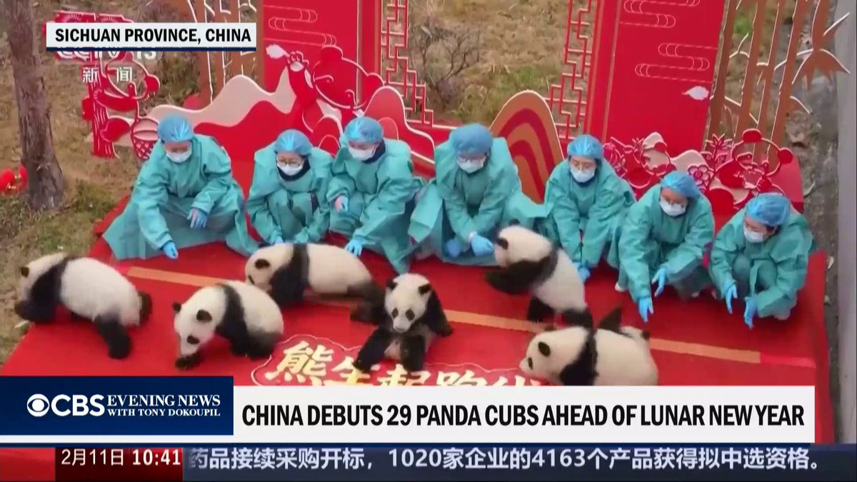 29 panda cubs made their TV debut in China, celebrating Lunar New Year one week early.