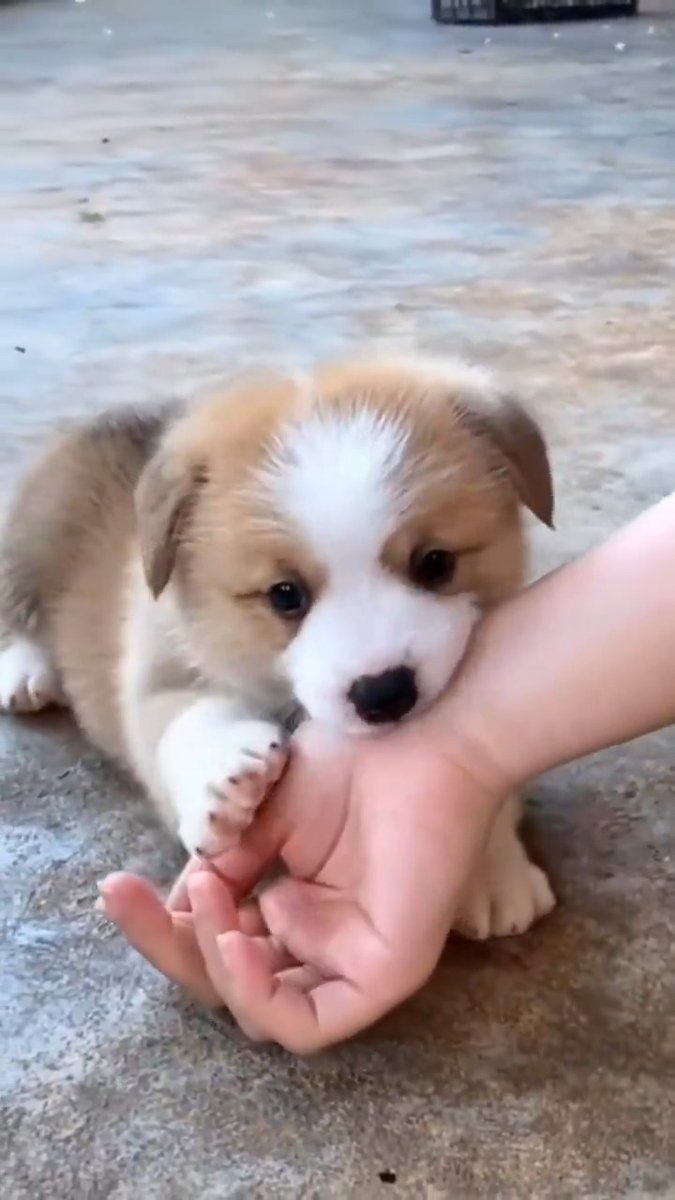 Love this buddy cuteness 🐕💕