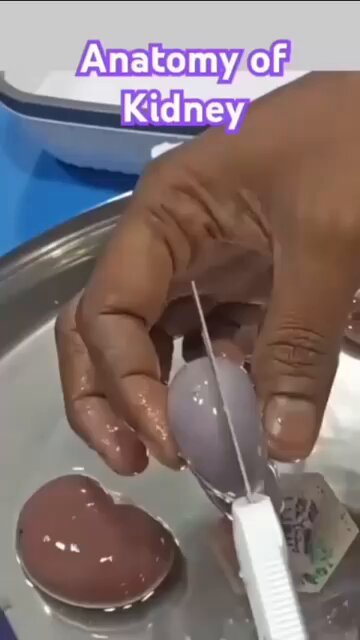 Human kidney anatomy….
