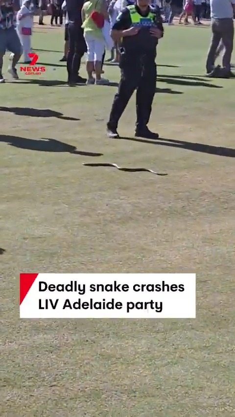 🐍 Not quite a beer snake - this one needed a police escort! A large eastern brown snake has been spotted slithering through the crowd on day 1 of LIV Golf Adelaide, making its way across the fairway at Grange. All the LIV Adelaide action is LIVE and FREE on Channel 7 and 7plus.