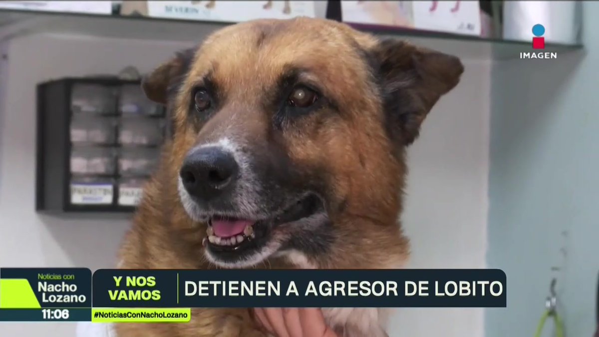 #LaÚltimaYNosVamos | Dictaron prisión preventiva a Anthony Fran, acusado de arrojar por las escaleras al perro “Lobito” y causarle heridas graves en #Naucalpan, #Edomex. El animal fue atendido y se encuentra en recuperación.
