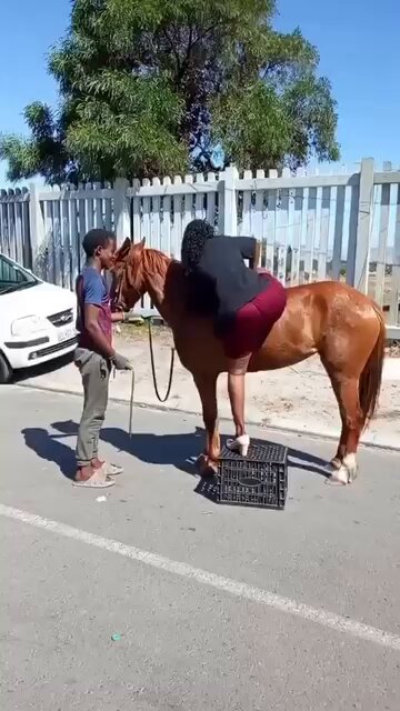 Horses lives matter