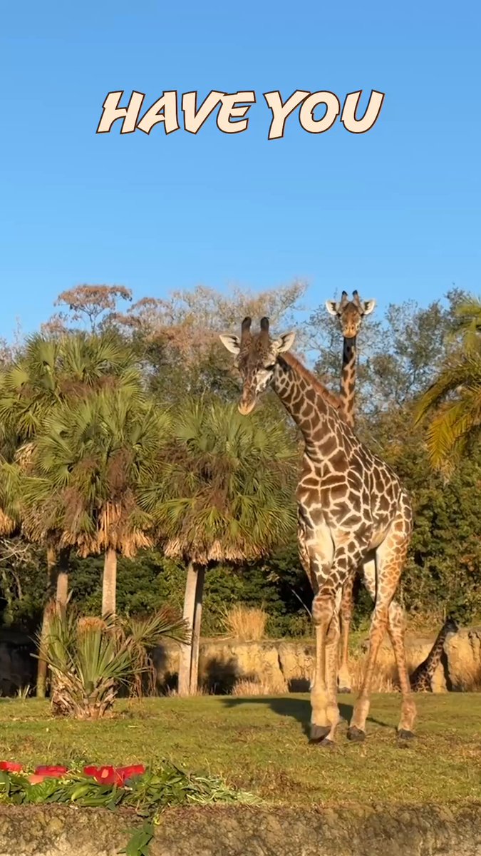 Tucker said never in my 1 year 🤨🦒 #AnimalKingdom #DisneyCastLife