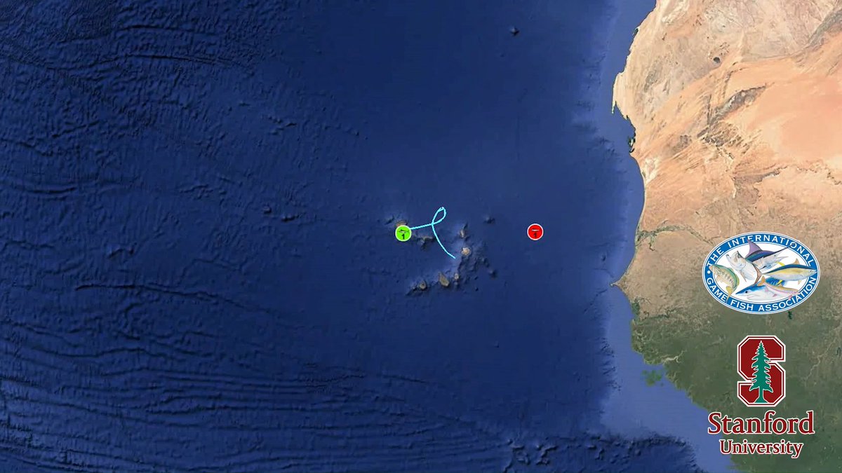 This 700lb blue marlin tag, sponsored by S/F Catch captained by Nick Bovell, and deployed off Cape Verde in June of 2025, undertook an incredible journey over 181 days, crossing the Atlantic twice as it traveled a total estimated distance of 5,639nm. This is the first fish ever tagged by the IGFA Great Marlin Race to cross the Atlantic from east to west then make the trip back to within 277nm of where it was first caught. The IGFA Great Marlin Race, presented by Costa Sunglasses, is a research collaboration between IGFA and Stanford University and is sponsored by AFTCO, Bass Pro Shops and Cabela’s Outdoor Fund, PENN, Yamaha Rightwaters, and the Big Rock Foundation.