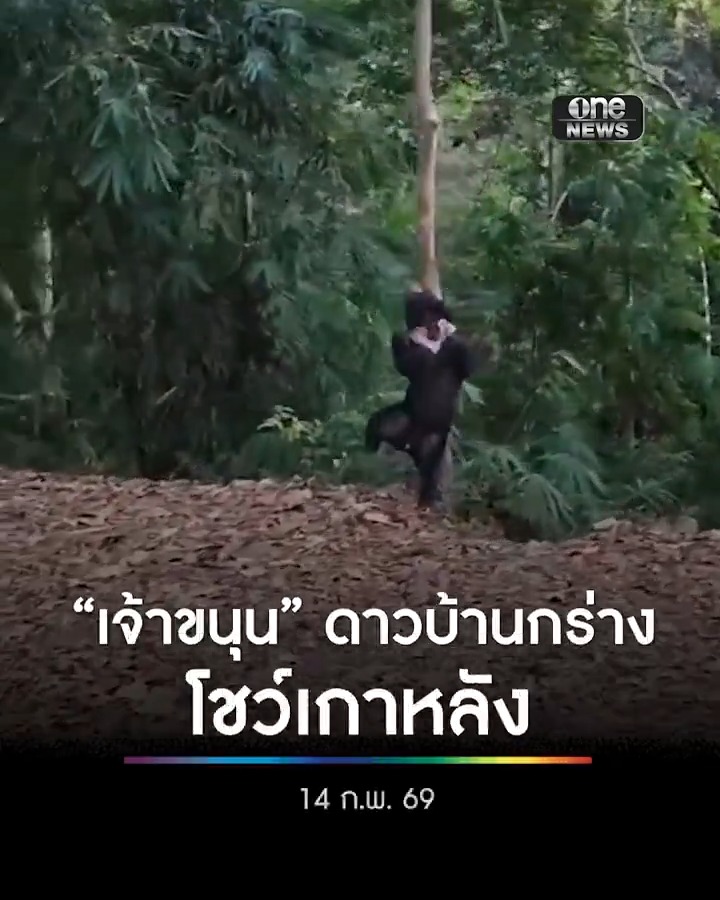 “เจ้าขนุน” หมีหมาแห่งหน่วยพิทักษ์อุทยานแห่งชาติที่ กจ.10 (บ้านกร่าง) โชว์ลีลาการทรงตัวที่มั่นคง ด้วยการยืนถูหลังกับต้นไม้ อวดนักท่องเที่ยว คล้ายคนใส่ชุดหมี #สำนักข่าววันนิวส์ #หมีหมา
