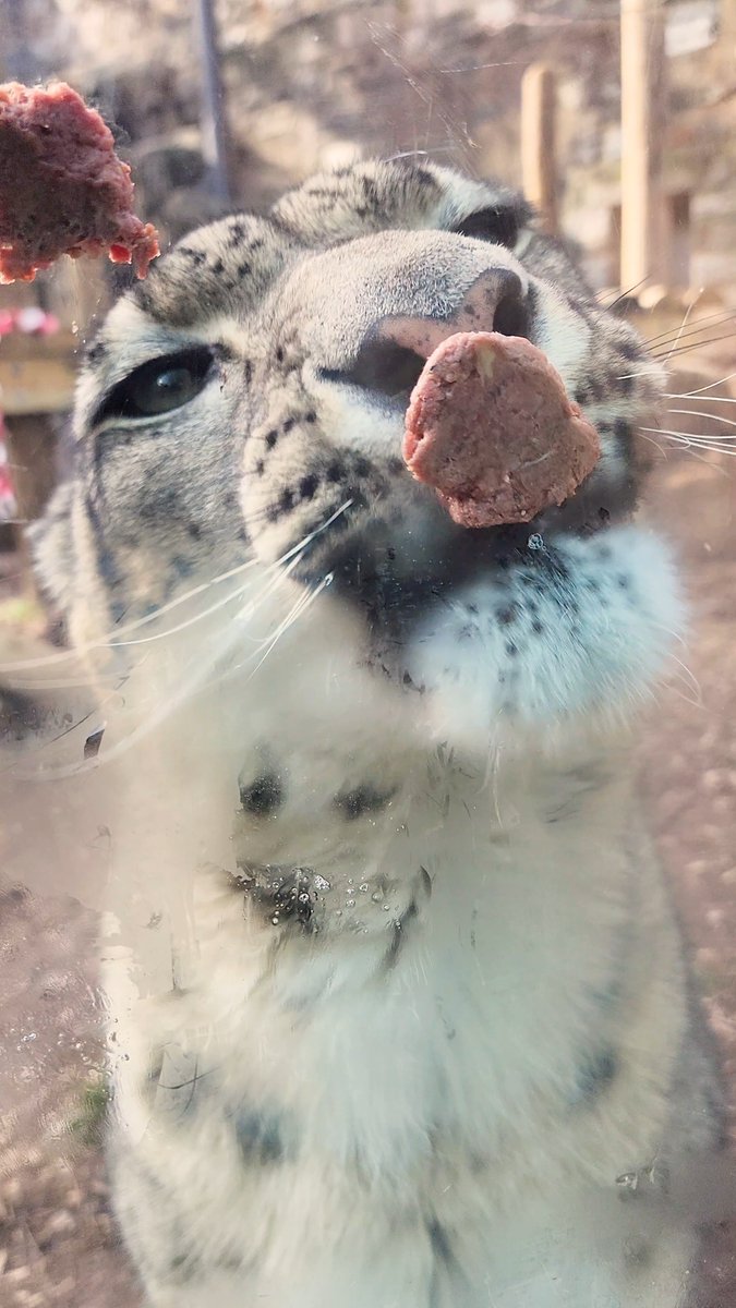 Step right up to Yuki’s Kissing Booth… we double cat dare you 😘 Happy Valentine's Day💕❤️