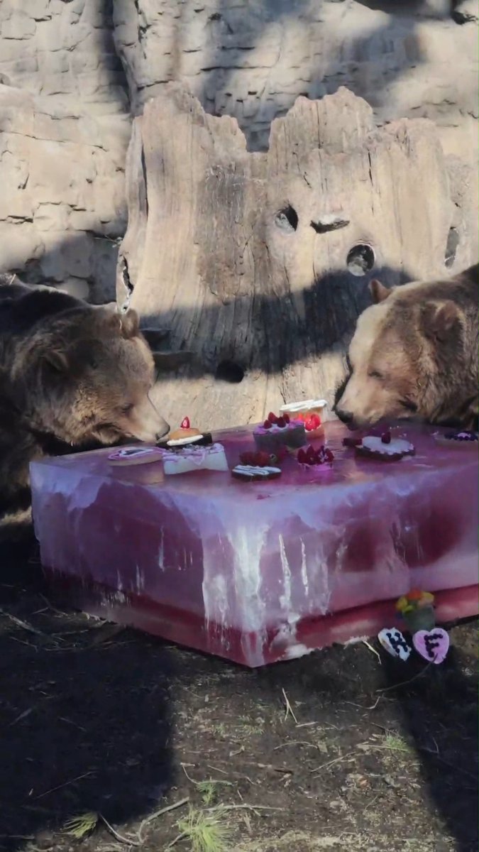 It’s a bear-y sweet Valentine’s Day at the Zoo! Zoo staff showed their love for our resident sibling grizzly bears with a giant ice block of goodies. Huck and Finley paws-itively adored their valentine! 💘