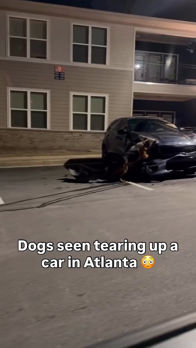 Dogs seen tearing apart a car in Atlanta 🤯