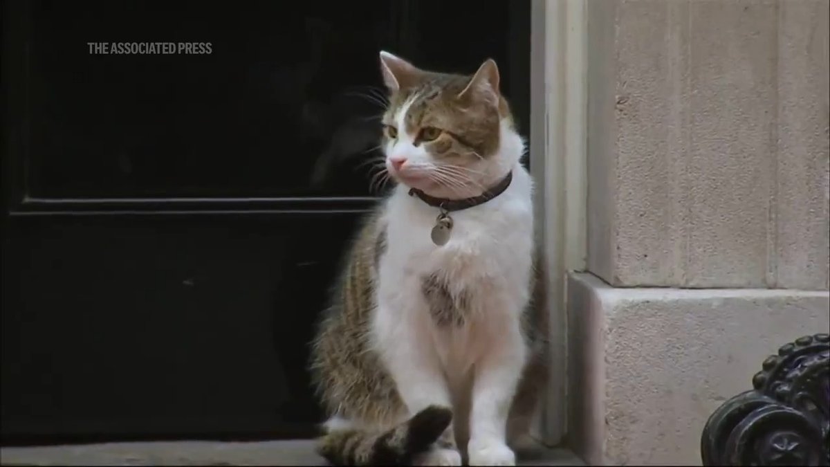 Larry the cat, the Chief Mouser to the Cabinet Office, is celebrating 15 years as the British government's official rodent-catcher. The unofficial first feline has served under six prime ministers.