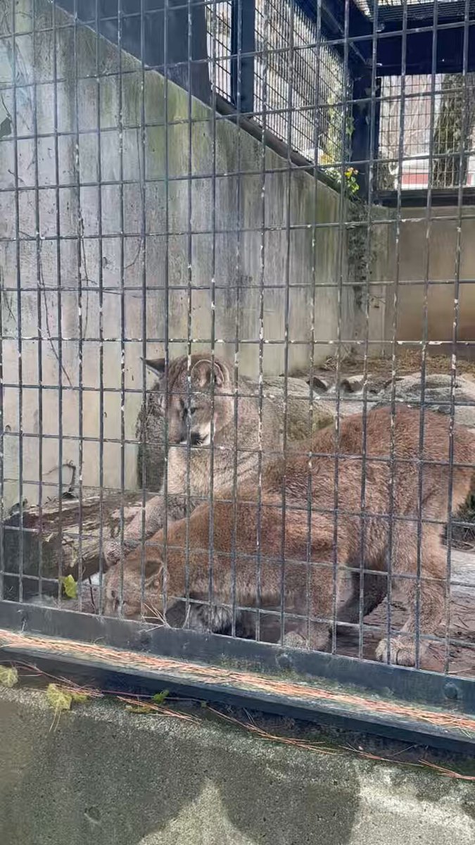 今日のツボ🤣 なぜ視線はこちら？ #ツィー #キャフ #ピューマ #盛岡市動物公園ZOOMO