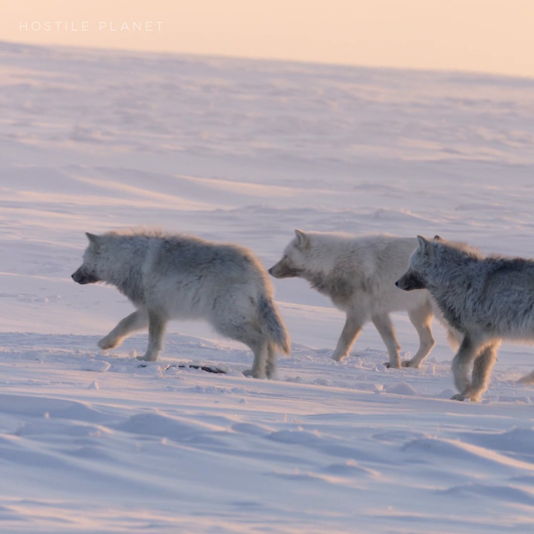 The musk oxen’s strength lies in their unity, but even the tightest herd can be broken by a relentless pack of Arctic wolves. #HostilePlanet is now streaming on Disney+.
