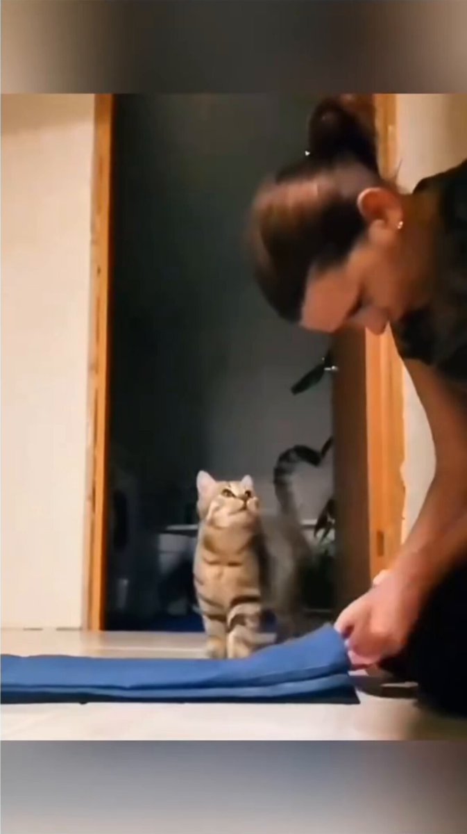 cats want to be loved 💕