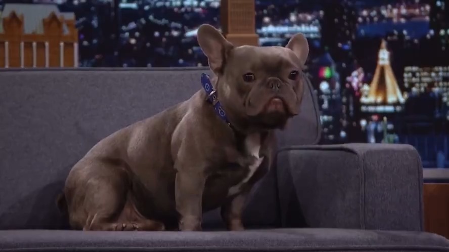 .TINA SNOW’s dog 4oe shows off his tricks! #FallonFlashback Original Air Date: August 12th, 2022