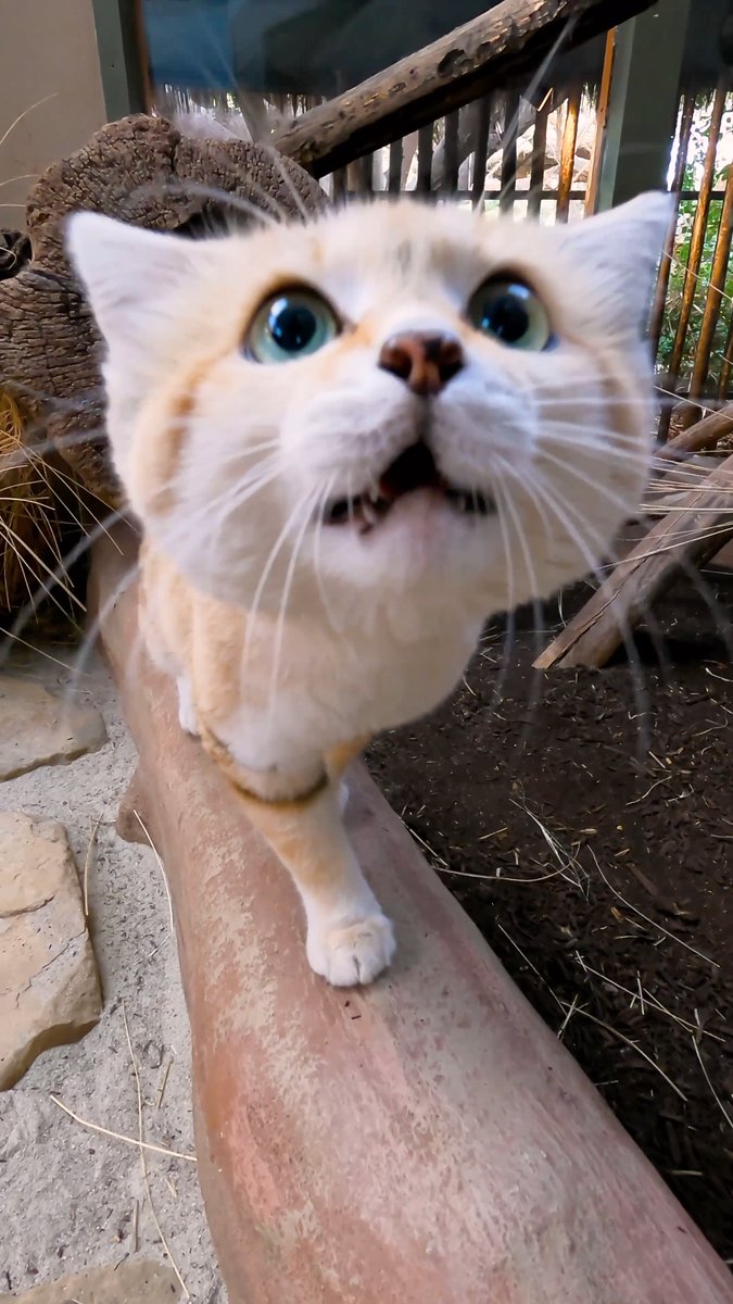 This is Newman, a sand-sational sand cat 💌
