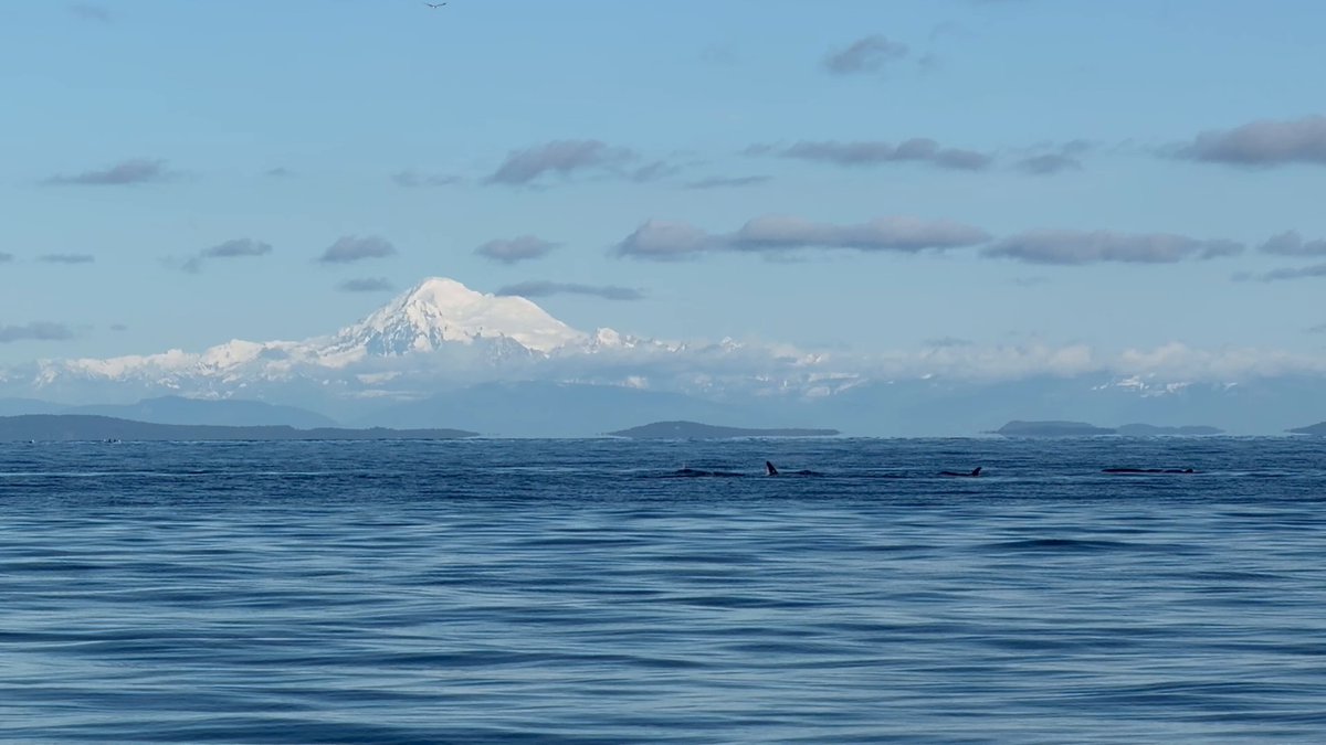 Couldn’t have asked for a better day on the water with Mt. Baker as a backdrop and the Bigg’s killer whales swimming across Juan De Fuca #wawx #nature #pnw