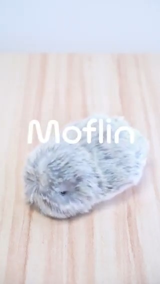 新しく知ってくださる方へ✨ #Moflin(#モフリン)はいきもののような心を持ち、心に元気をくれるバディ。人とふれあうことで感情が育つAIペット。個性は400万通り🌟懐き方や性格も育て方で変わります。会える場所はHPを見てね✨投稿で支えて下さる皆さんに感謝♥ #モフリンDAYS でぜひご覧ください♪