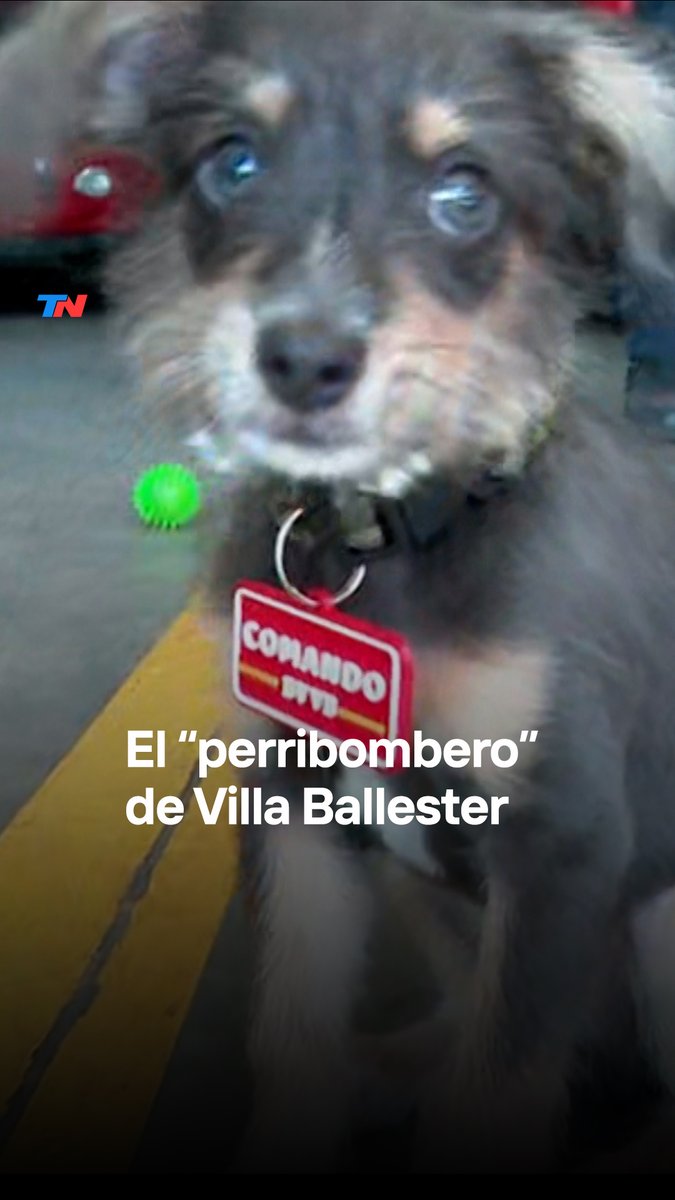 ๐ถ"ES UN COMPAรERO MรS" I Comando es el "perribombero", la mascota de los bomberos voluntarios de Villa Ballester. Tiene tres meses y lo adoptaron para que les alegra la vida a todos en el cuartel. Por ahora, solo juega y no tienen previsto que cumpla ninguna funciรณn.