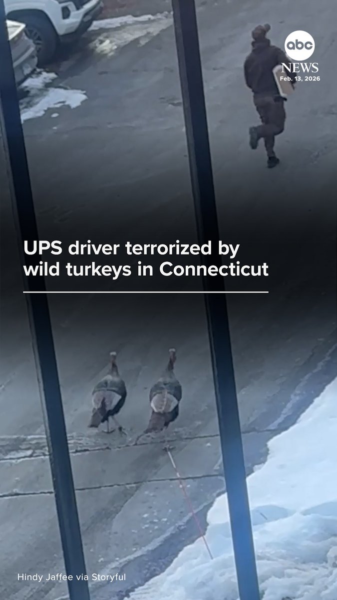 This UPS driver was lucky to drive away unscathed after a wild run-in with a couple of turkeys on the streets of Branford, Connecticut.