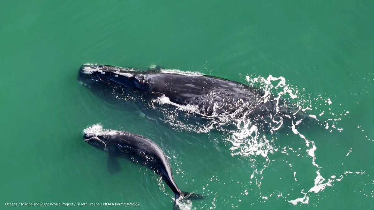 Baby boom continues for critically endangered whales! 🐋 Another North Atlantic right whale mom, “Ghost,” &amp; calf pair has been spotted — bringing this season’s total to 22 calves. Congrats Ghost! 💙 Meet all the mom &amp; calf pairs: