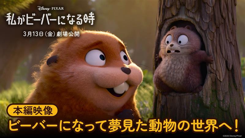 もしも動物の声が理解できたら…❓👀 本編映像を公開🦫🦫 \『私がビーバーになる時』/ 動物大好きな大学生・メイベルが意識を転送🔄 ビーバーとなって動物の世界へ✨ 虫や鳥、鹿たちと話せるようになり 大喜びのメイベルをお届け💫 「わたビバ」は 3/13(金)劇場公開🎬
