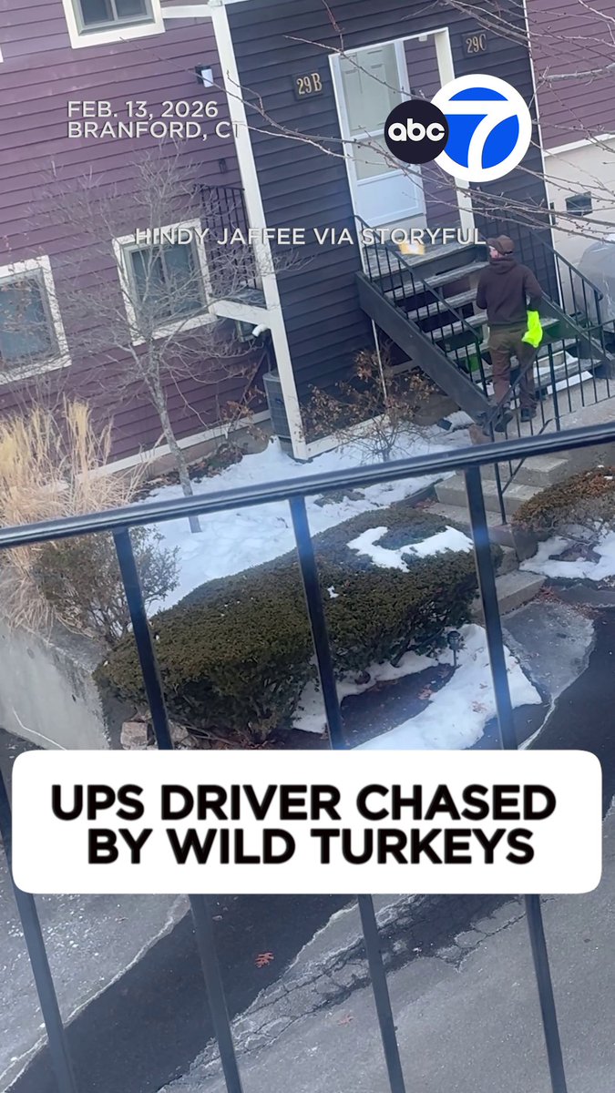 Wild turkeys were caught on camera hilariously terrorizing a UPS driver trying to make deliveries in Connecticut. 📦🦃 The driver was seen running from door to door to dodge the birds and forming plans to avoid them while in his truck. 😅
