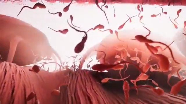 Trailer for 'Become', a game where you take on the role of a sperm and battle through the obstacles of the human reproductive system and create new life