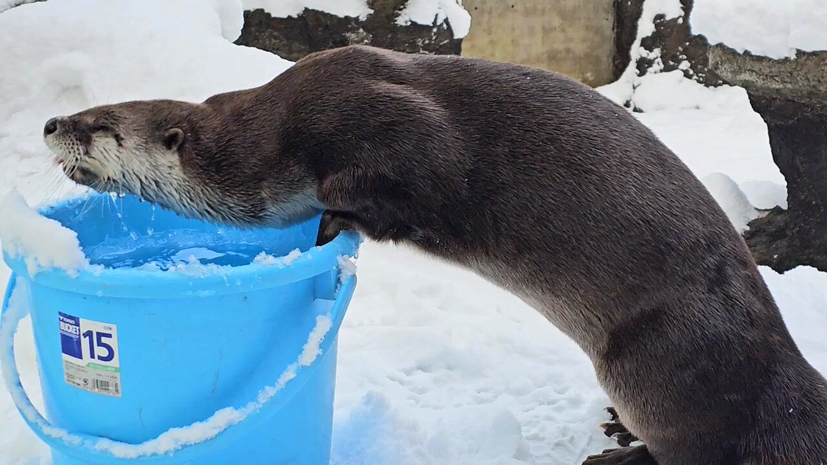 バケツから水分補給中のカナダカワウソのメス“カエデ”。前肢を掛けて水を掬うように器用に飲みます。分厚い冬毛越しでもわかる逞しい筋肉。この筋肉で体を支え、雪の上を駆け回っています。体が大きく、意外にがっしりとした体格も“カエデ”の魅力のひとつです。