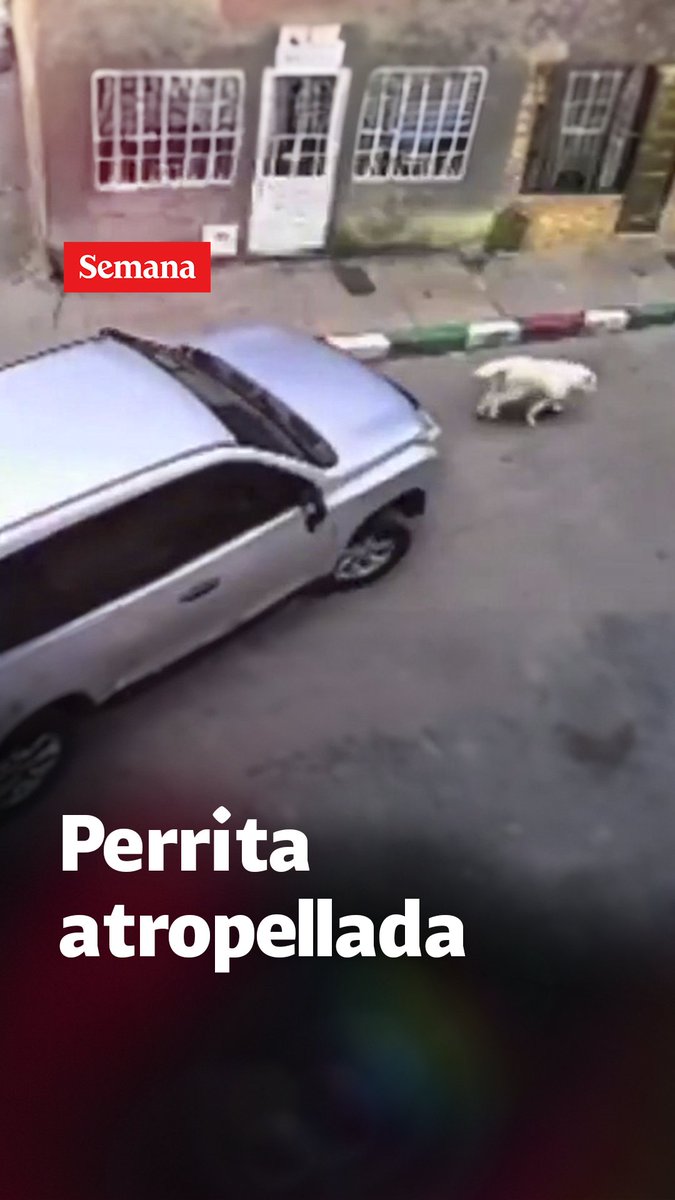 En la localidad de Kennedy, un conductor con una camioneta vinculada al Ministerio de Educación, fue denunciado por presuntamente haberle quitado la vida a una perrita cuando estaba manejando. Autoridades investigan el caso. Los detalles en este video.