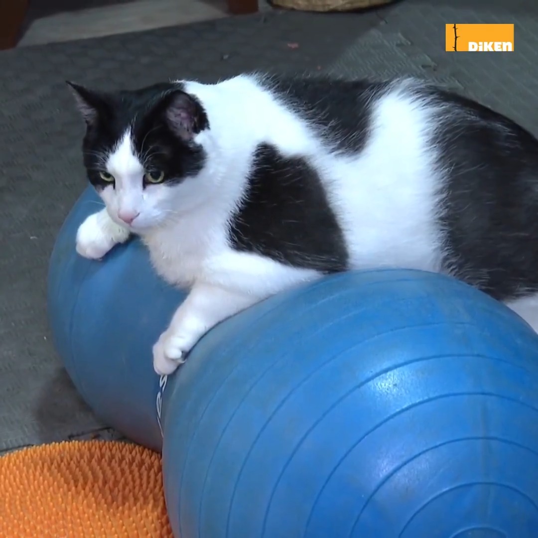 12 kiloya yaklaşan kedi Boncuk için özel bir beslenme ve egzersiz programı hazırlandı. Sekiz yaşındaki kediye kilo verebilmesi için pilates de yaptırılıyor.