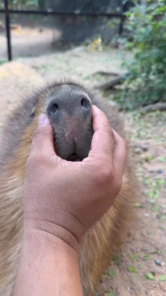 หายใจไม่ออก #hippo #PygmyHippo #ขาหมูแอนด์เดอะแก๊ง #หมูเด้งเด้งกี่โมง #Moodeng #พี่ขาหมู #สวนสัตว์เปิดเขาเขียว
