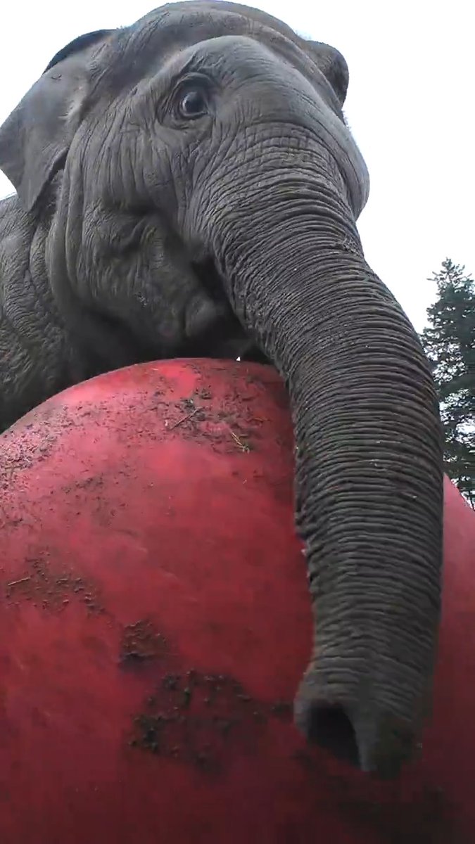 reddy for tiny trunk tuesday