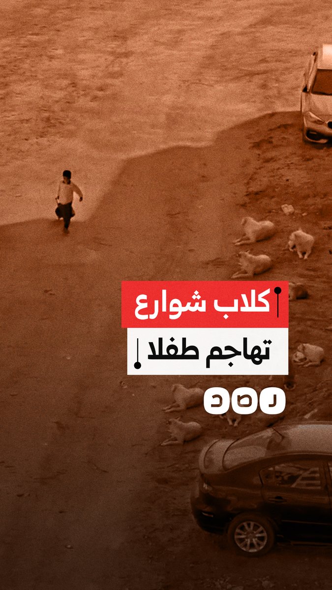 كلاب شوارع تهاجم طفلا في مدينة العاشر من رمضان بالشرقية
