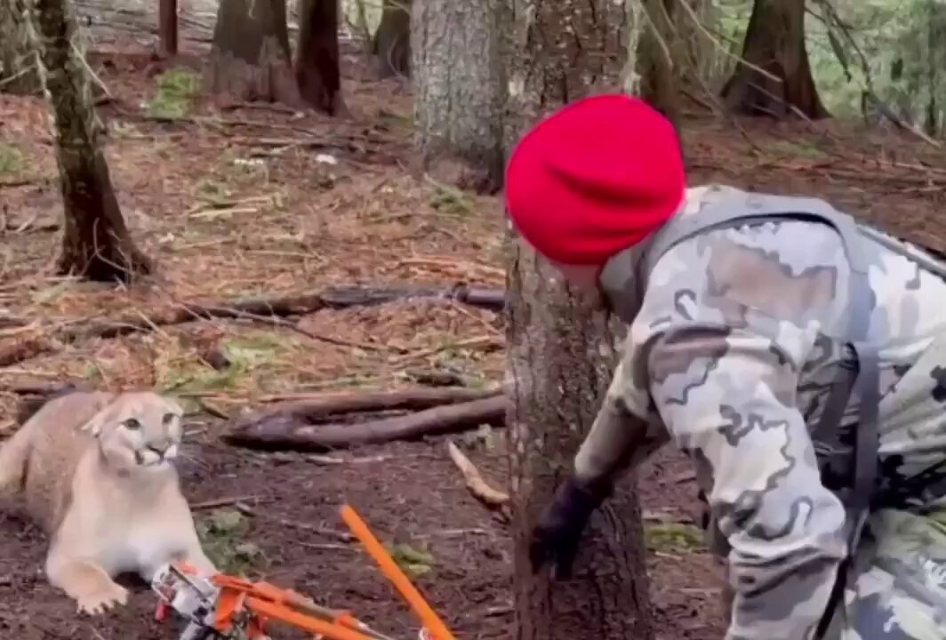 “Puma”: Porque cayó en una trampa mientras y los rescatistas lo ayudaron a huir