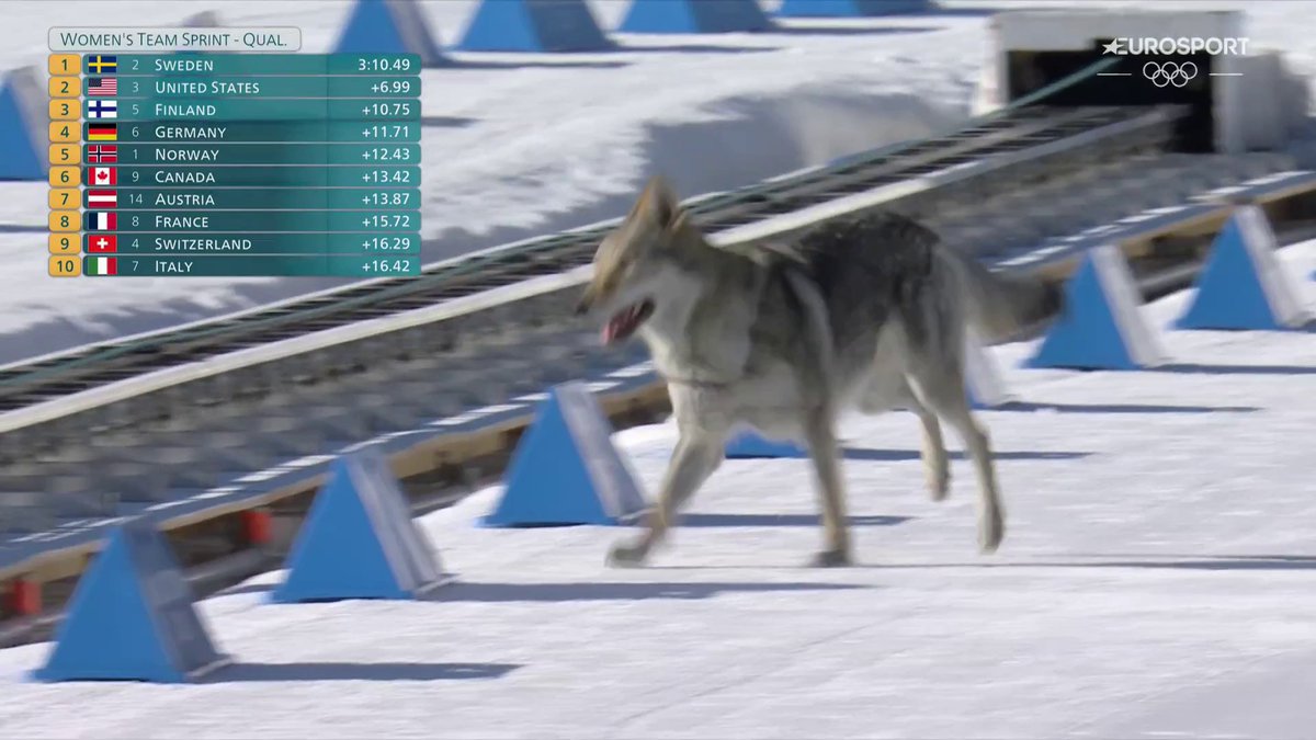 🐺 Increíble. ¡Un perro lobo suelto en #MilanoCortina2026! 😵⛷️ Impresionantes imágenes del precioso animal asaltando la recta de meta del esquí de fondo