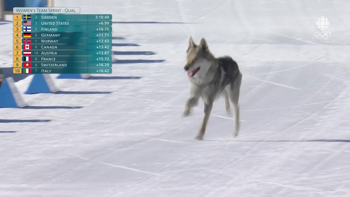 Surprise! Un chien a fait son apparition sur la fin du parcours en ski de fond. Mérite-t-il une médaille, selon vous? 🤔 #MilanoCortina2026 #rcsports #slalom #jeuxolympiques