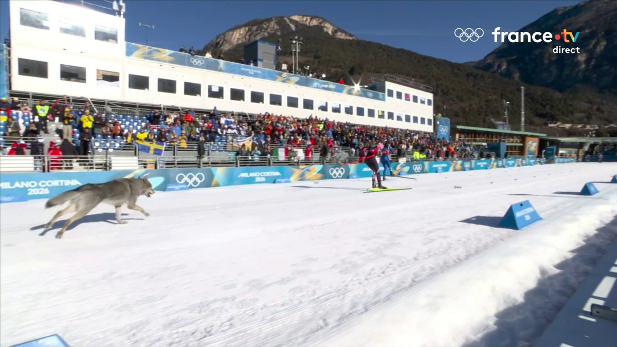 ❄️ #MilanoCortina2026 | 🐶 Nouvelle journée olympique, et un concurrent surprise s'est invité sur le sprint en ski de fond ! 📺 Suivez les Jeux sur la chaîne sport :