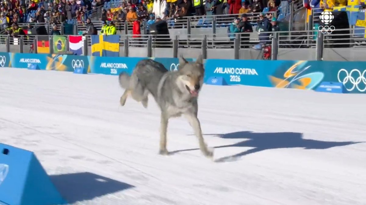 DOG ON THE COURSE 🐶 Competitors in the women’s team sprint free qualification were greeted by a fluffy cheerleader today 🎿