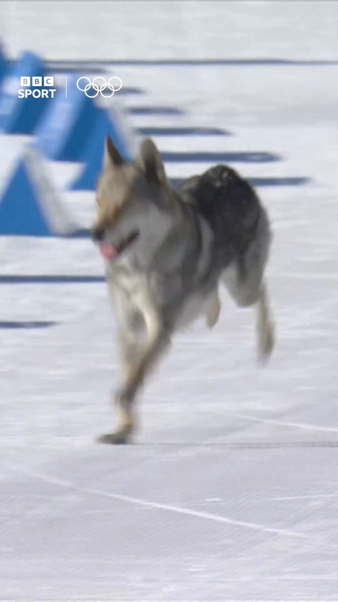 Making a break fur the line! 🐾🐺 An unexpected late contender joined the women's cross-country team sprint qualification, as a dog got free on the course! ⛷️ #MilanoCortina2026 #WinterOlympics