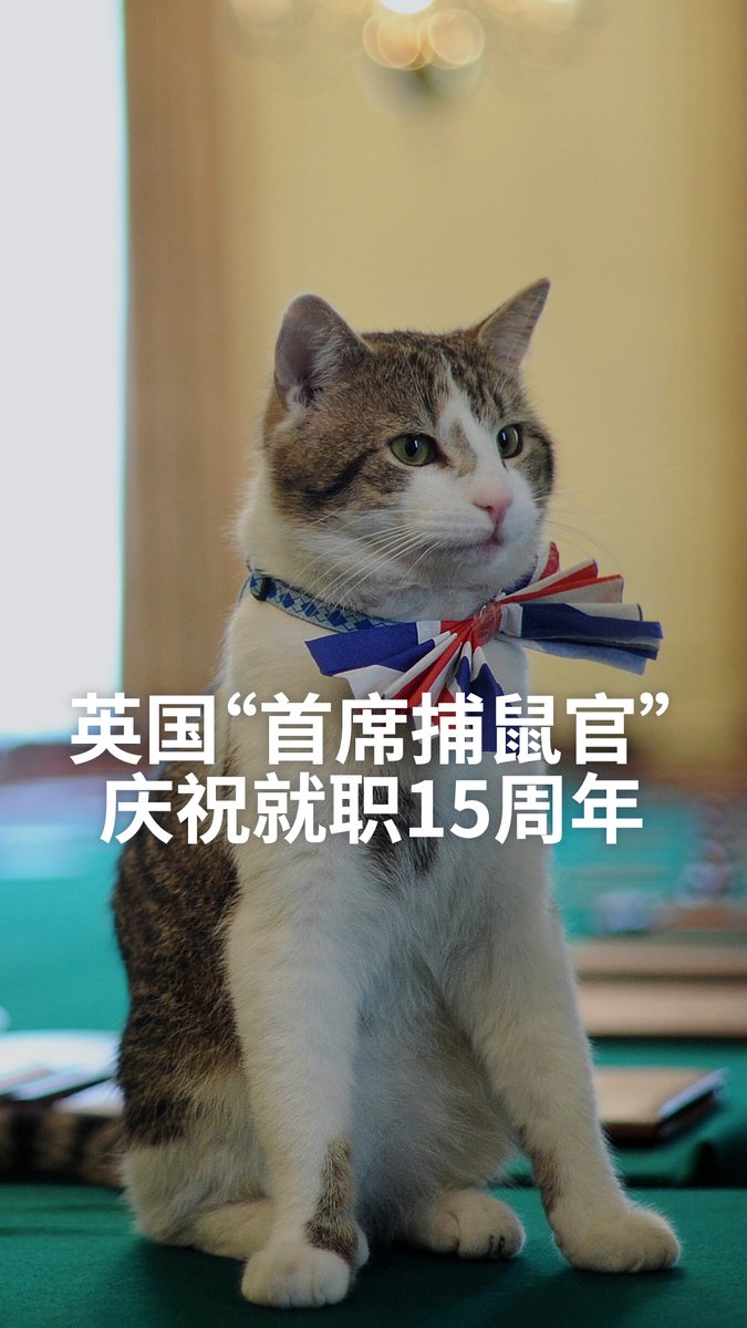 【英国“最稳定官员”:首席捕鼠官就职15周年🐈⬛】 15年来,英国换过六任首相,但“首席捕鼠官”赖瑞依然屹立不摇。赖瑞的职务虽然是捕鼠,但他最擅长的其实是抢镜头! #dweuromaxx