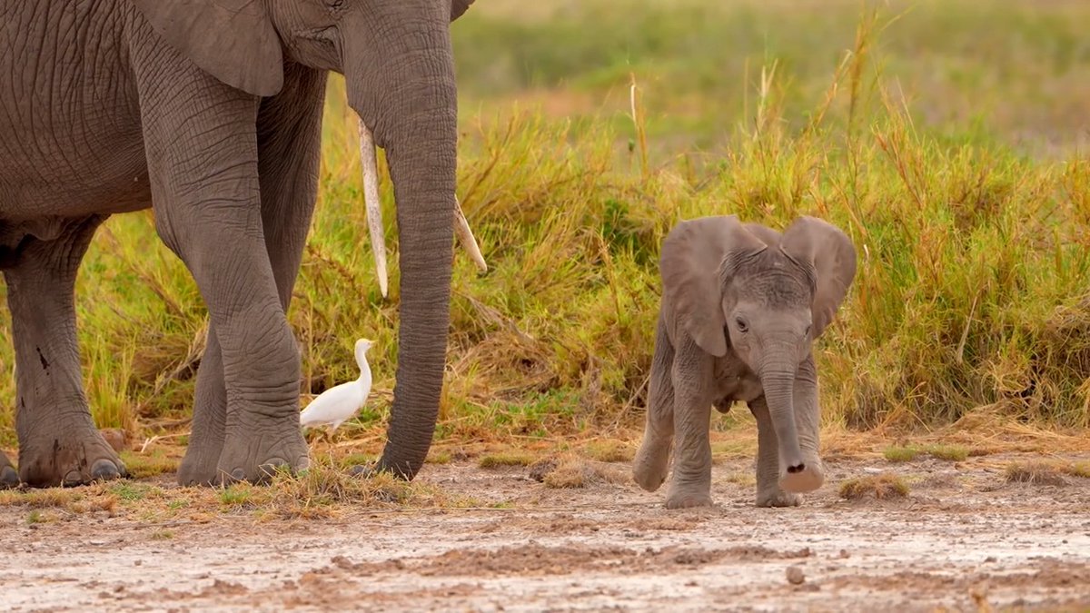 Out of the way please! #DidYouKnow baby elephants are covered in fine hair that fades as they grow. Those tiny hairs help them stay cool! 📸: Nishant Singh #elephant #calf