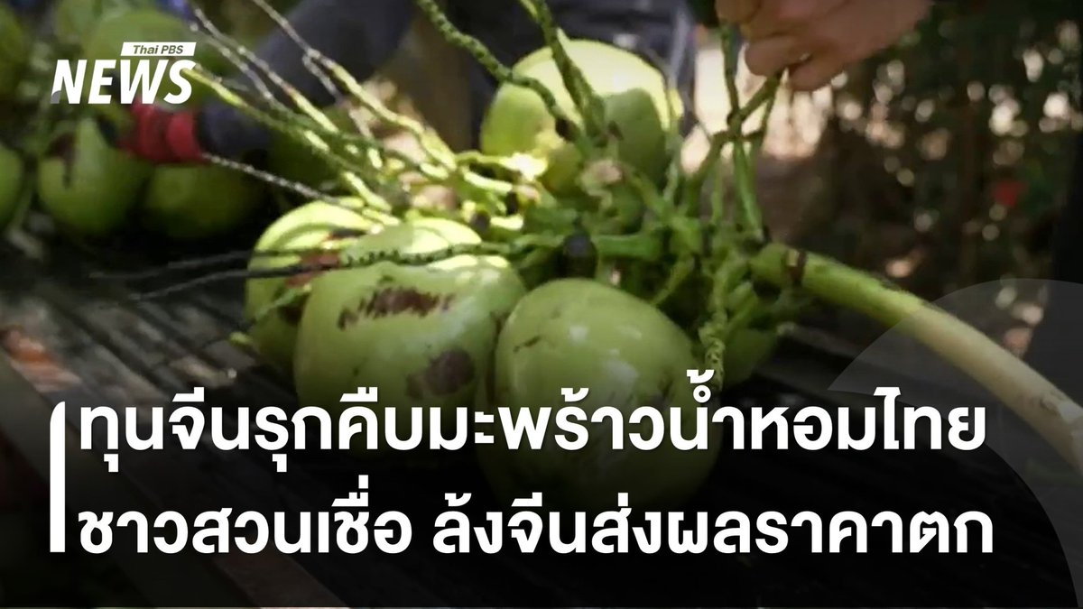 จับตา "#ทุนจีน" รุกคืบธุรกิจ "#มะพร้าวน้ำหอม" ในไทย ปชช.ท้องถิ่นเผย จีนเข้ามาในอุุตสาหกรรมมะพร้าวน้ำหอมไทยแบบครบวงจร ชาวสวนเชื่อ ราคาที่ตกต่ำมาจากล้งจีนกดราคา หรือฮั้วราคา โดยมีทั้งล้งที่จดทะเบียบถูก และไม่ถูกกฎหมาย #จีน #มะพร้าว #ธุรกิจ #ข่าวที่คุณวางใจ #ThaiPBSnews #ThaiPBS