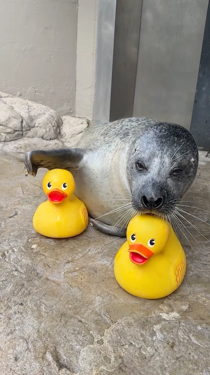 Ohhh to be a harbor seal with his rubber duckie! 🥹💛🦆 This rubber duckie is both cute + purposeful enrichment for Reggae! It adds variety to his playtime by introducing an item that isn’t usually part of his environment.