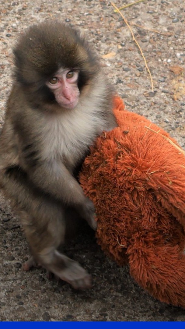Voici Punch, un bébé singe qui ne quitte jamais sa peluche et fait fondre les visiteurs de ce zoo japonais