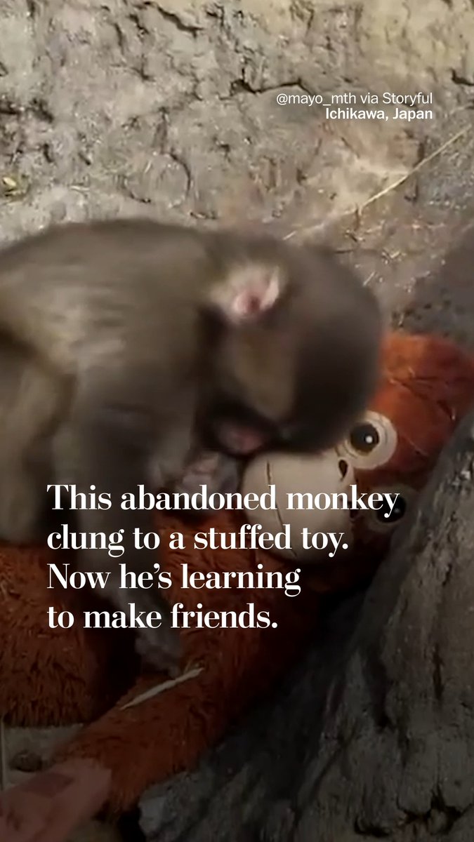 A young, abandoned monkey named Punch went viral this month after he was filmed clinging to the stuffed toy that he had been given as a "surrogate mother." Now, Punch is gradually building up his social skills. He's been spotted climbing on another monkey's back, and according to the Ichikawa Zoo and local media he has been embraced by an older monkey, a sign that he is on his way to social acceptance.